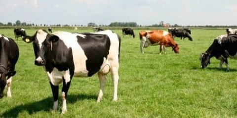 Težina krave - kako saznati i odrediti koliko je teška, bez vage